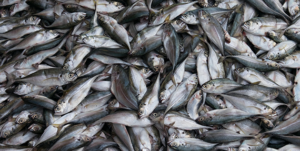alaskas-fishing-industry-alaska-air-forwarding.