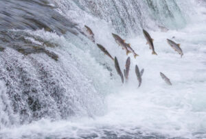 Alaskas Iconic Salmon Migration & The Economic Impact with Alaska Air Forwarding