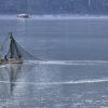 Why Salmon Season is Peak Shipping Season in Alaska