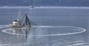 Why Salmon Season is Peak Shipping Season in Alaska from Alaska Air Forwarding